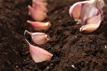 Garlic cloves in fertile soil, closeup. Vegetable planting