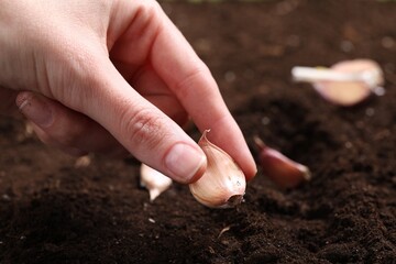 Woman planting garlic cloves into fertile soil, closeup