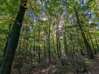 trees in the forest