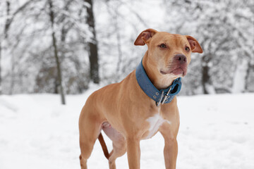Cute ginger dog in snowy forest on winter day