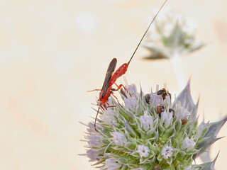 Red wasp with a huge stinger on a flower on a beach.