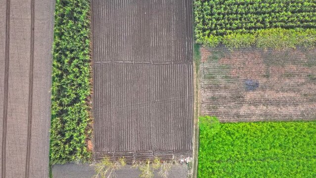 Topdown view of Indian farm with multi cropping system or polyculture. Aerial texture view of agricultural fields in Uttar Pradesh, India.