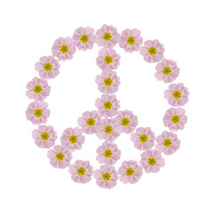 Obraz na płótnie Canvas Hippie peace symbol made of pink primula flowers on white background
