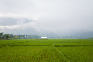 The green rice fields in the middle of the mountains in the valley, Asia, Vietnam, Tonkin, towards Hanoi, Mai Chau, in summer, on a cloudy day.