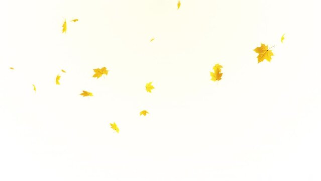 Maple Leaves Falling Loop Pastel background. Maple leaves falling on pastel background in a seamless loop.