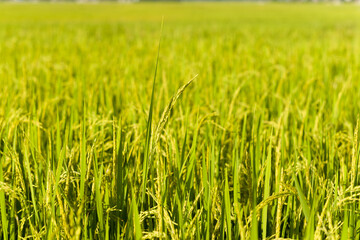 The green and yellow rice fields, in Asia, in Vietnam, in Tonkin, in Dien Bien Phu, in summer, on a sunny day.