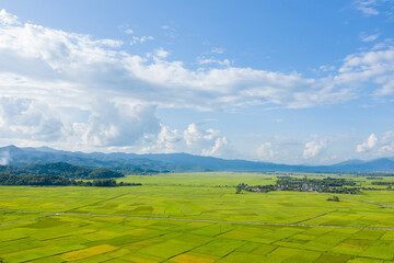 The green and yellow rice fields in the green mountains, Asia, Vietnam, Tonkin, Dien Bien Phu, in summer, on a sunny day.