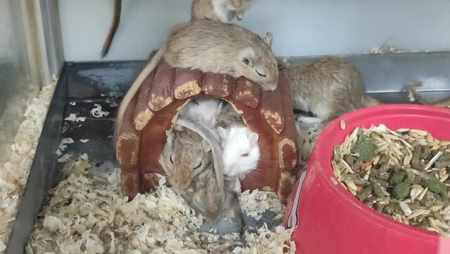 Gerbil mice in a container. A group of gerbil mice sleeps and some walk.