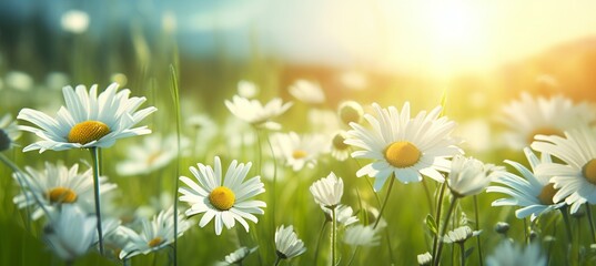 Blooming daisies close-up, background. Background of many marguerite with a delicate sunny color