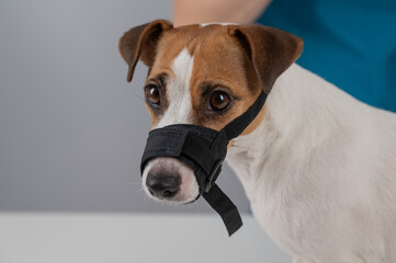 A veterinarian examines a Jack Russell Terrier dog wearing a cloth muzzle.