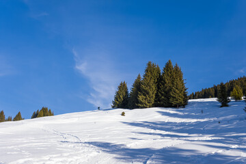Some trees on a peak of the Mont Blanc massif in Europe, France, Rhone Alpes, Savoie, Alps, in winter on a sunny day.