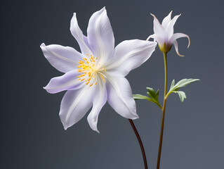 Obraz na płótnie Canvas Columbine flower in studio background, single Columbine flower, Beautiful flower, ai generated image
