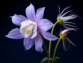 Obraz na płótnie Canvas Columbine flower in studio background, single Columbine flower, Beautiful flower, ai generated image