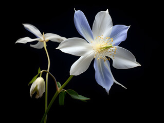 Naklejka na ściany i meble Columbine flower in studio background, single Columbine flower, Beautiful flower, ai generated image