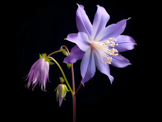 Columbine flower in studio background, single Columbine flower, Beautiful flower, ai generated image