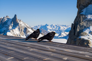 Two birds at Aiguille du Midi in the Mont Blanc massif in Europe, France, Rhone Alpes, Savoie, Alps, in winter on a sunny day.