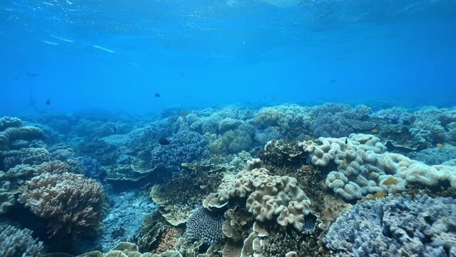 4k video of diver swimming near the coral of the great barrier reef in australia