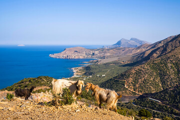 Goats by the roadside in the arid mountainous countryside , in Europe, Greece, Crete, towards Chania, By the Mediterranean sea, in summer, on a sunny day.