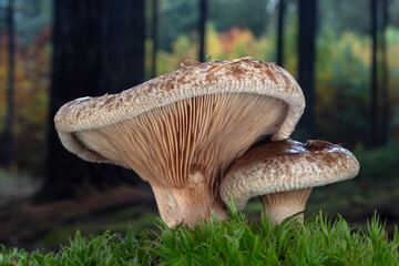 Paxillus involutus, known as the brown roll-rim, common roll-rim or poison pax with beautiful autumnal background