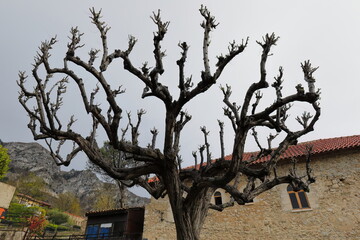 Leafless acacia tree with special pruning, naked branches pointing up against the gray, cloudy sky. Kruje-Albania-045