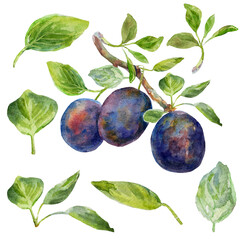 The plums leaves set on a white background. Realistic illustration with watercolor hand drawn. Would look great on fabric, kitchen towels or food packaging