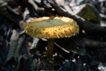 mushroom in the forest