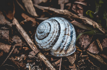 snail on the ground