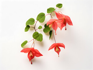 Creeper flower in studio background, single Creeper flower, Beautiful flower, ai generated image