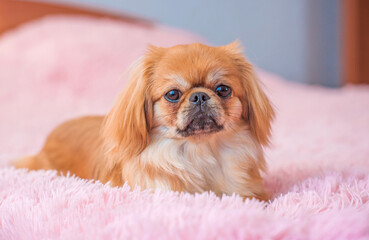 Cute Pekingese on a pink couch. Young golden light Doggo at home, close up portrait 