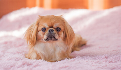 Cute Pekingese on a pink couch. Young golden light Doggo at home, close up portrait 