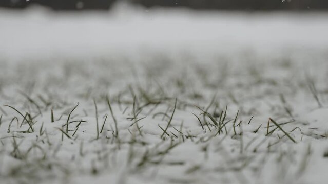 Snow covers fresh green sprouting grass in early spring, closeup. Change of seasons and struggle between winter and spring. First signs of spring and rebirth of life.