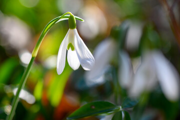 Merzenbecher spring awakening in the Alps