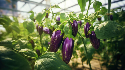 Growing organic eggplants in a greenhouse on the farm. Healthy vegetables concept. Generative AI