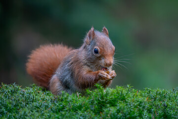 Naklejka na ściany i meble Eurasian red squirrel (Sciurus vulgaris) eating a nut in the forest of Noord Brabant in the Netherlands. 