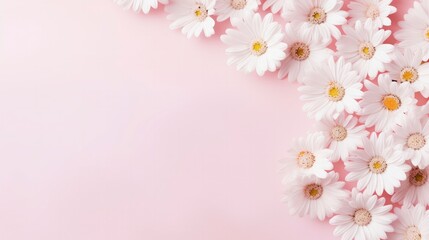 Fototapeta na wymiar Chamomile flowers on a pink background with space for your text