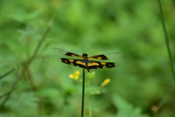WINGED WONDERS: GRACEFUL DRAGONFLY IN NATURES TAPESTRY