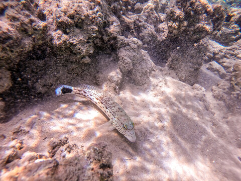 Speckled sandperch fish (Parapercis hexophthalma) on sand at coral reef..