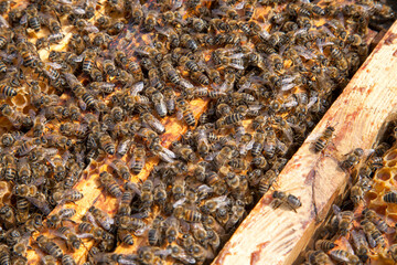 Open hive showing the bees swarming on a honeycomb..