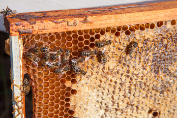 Working bee on the honeycomb with sweet honey..