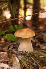 Porcini mushroom growing in pine tree forest at autumn season..
