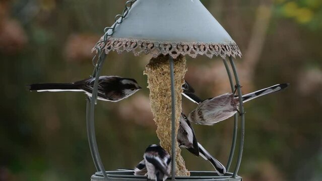Orites &agrave; longue queue et m&eacute;sange bleue