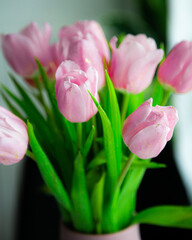 Pink tulips blooming