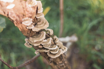 mushrooms on tree