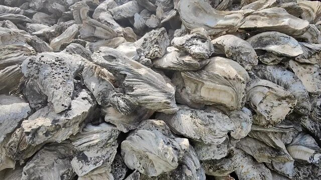 Close up Oyster Shell Fossils
