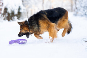 German Shepherd dog playing with Puller ring toy, dog playing in snow, German Shepherd playing in snow with purple ring toy, dog in snow, winter, German shepherd long coat in snow