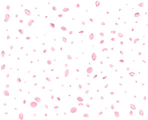 Japanese Spring petals cherry.