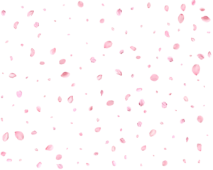 Japanese Spring petals cherry.