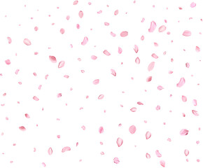 Japanese Spring petals cherry.