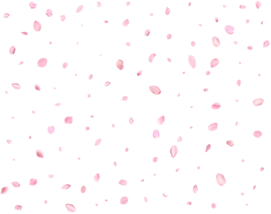 Japanese Spring petals cherry.