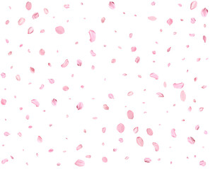 Pink Spring Japanese Cherry petals.